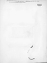 Sphaerella arbuti image